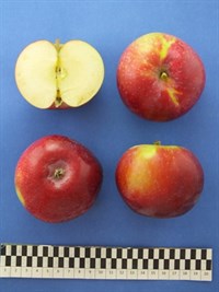 JERSEYMAC
